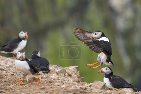 Photo for Puffin (Fratercula arctica) landing the coast of Skomer Island off the coast of Pembrokeshire in Wales, United Kingdom - Royalty Free Image
