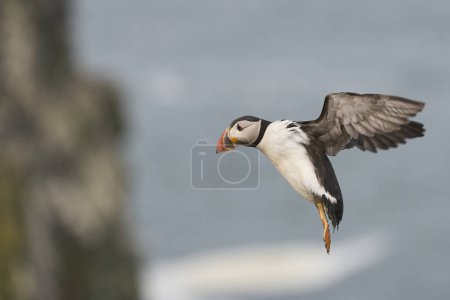 Photo for Puffin (Fratercula arctica) landing the coast of Skomer Island off the coast of Pembrokeshire in Wales, United Kingdom - Royalty Free Image