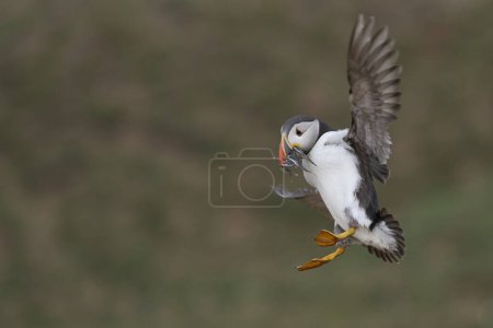 Photo for Puffin (Fratercula arctica) landing with small fish in its beak to feed its chick on Skomer Island off the coast of Pembrokeshire in Wales, United Kingdom - Royalty Free Image