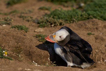Photo for Atlantic puffin (Fratercula arctica) preening outside its burrow on the cliffs of Skomer Island off the coast of Pembrokeshire in Wales, United Kingdom - Royalty Free Image