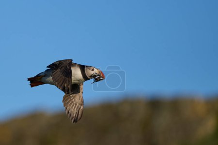 Photo for Puffin (Fratercula arctica) flying with small fish in its beak to feed its chick on Skomer Island off the coast of Pembrokeshire in Wales, United Kingdom - Royalty Free Image