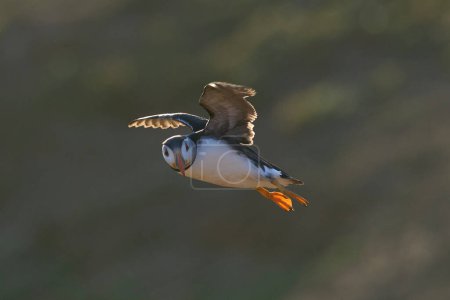Photo for Puffin (Fratercula arctica) in flight along the coast of Skomer Island off the coast of Pembrokeshire in Wales, United Kingdom - Royalty Free Image