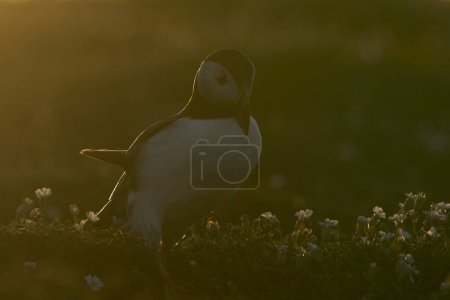 Foto de Frailecillo atlántico (Fratercula arctica) retroiluminado por el sol de la madrugada en los acantilados de la isla Skomer frente a la costa de Pembrokeshire en Gales, Reino Unido - Imagen libre de derechos
