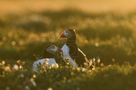 Photo for Atlantic puffin (Fratercula arctica) backlit by early morning sun on the cliffs of Skomer Island off the coast of Pembrokeshire in Wales, United Kingdom - Royalty Free Image