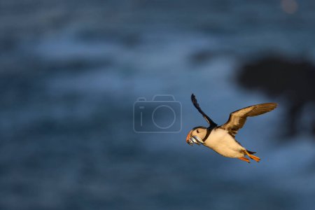 Téléchargez les photos : Macareux (Fratercula arctica) volant avec des petits poissons dans son bec pour nourrir son poussin sur l'île Skomer au large de la côte du Pembrokeshire au Pays de Galles, Royaume-Uni - en image libre de droit
