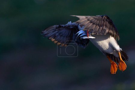 Téléchargez les photos : Macareux (Fratercula arctica) débarquant avec des petits poissons dans son bec pour nourrir son poussin sur l'île Skomer au large de la côte du Pembrokeshire au Pays de Galles, Royaume-Uni - en image libre de droit