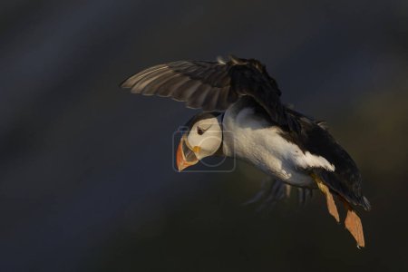 Puffin (Fratercula arctica) en vuelo a lo largo de la costa de la isla Skomer frente a la costa de Pembrokeshire en Gales, Reino Unido