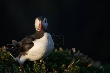 Photo for Atlantic puffin (Fratercula arctica) on the cliffs of Skomer Island off the coast of Pembrokeshire in Wales, United Kingdom - Royalty Free Image