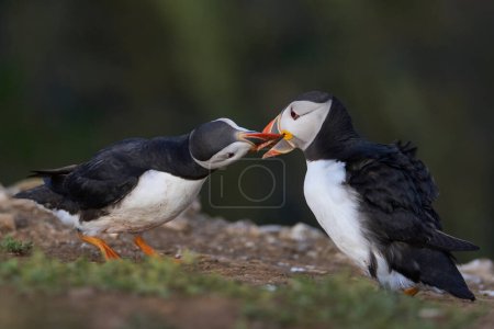 Photo for Atlantic puffin (Fratercula arctica) interacting on the cliffs of Skomer Island off the coast of Pembrokeshire in Wales, United Kingdom - Royalty Free Image