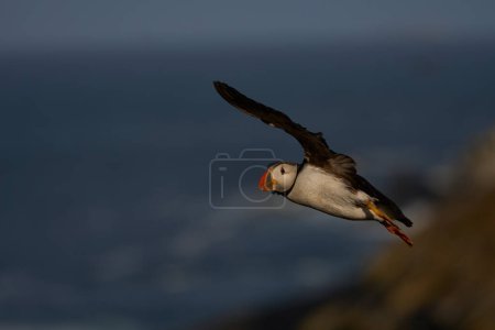 Foto de Puffin (Fratercula arctica) en vuelo a lo largo de la costa de la isla Skomer frente a la costa de Pembrokeshire en Gales, Reino Unido - Imagen libre de derechos