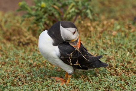 Photo for Atlantic puffin (Fratercula arctica) carrying a piece of plant in its bill on the cliffs of Skomer Island off the coast of Pembrokeshire in Wales, United Kingdom - Royalty Free Image
