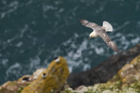 Téléchargez les photos : Fulmar (Fulmarus glacialis) volant le long d'une falaise de l'île Skomer dans le Pembrokeshire, Pays de Galles. - en image libre de droit