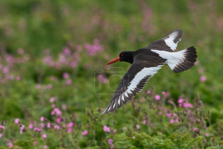 Photo for Oystercatcher (Haematopus ostralegus) in flight over grassland on Skomer Island in Pembrokeshire, Wales - Royalty Free Image