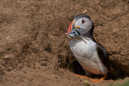 Photo for Puffin (Fratercula arctica) with a beak full of fish, hiding in a burrow from marauding gulls on Skomer Island off the coast of Pembrokeshire in Wales, United Kingdom - Royalty Free Image