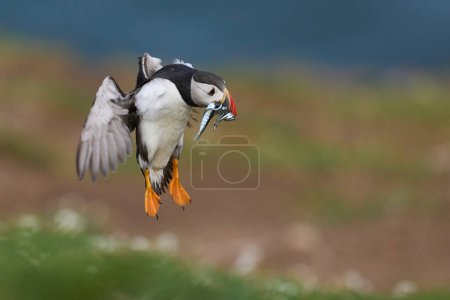 Foto de Puffin (Fratercula arctica) aterrizando con pequeños peces en su pico para alimentar a su polluelo en la isla Skomer frente a la costa de Pembrokeshire en Gales, Reino Unido - Imagen libre de derechos