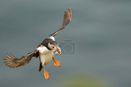 Photo for Puffin (Fratercula arctica) landing with small fish in its beak to feed its chick on Skomer Island off the coast of Pembrokeshire in Wales, United Kingdom - Royalty Free Image