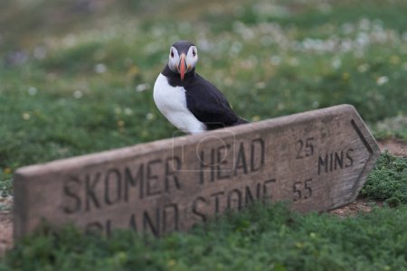 Atlantic puffin (Fratercula arctica) next to a sign post on Skomer Island off the coast of Pembrokeshire in Wales, United Kingdom