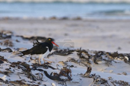 Photo for Magellanic Oystercatcher (Haematopus leucopodus) on sandy beach at Volunteer Point in the Falkland Islands. - Royalty Free Image