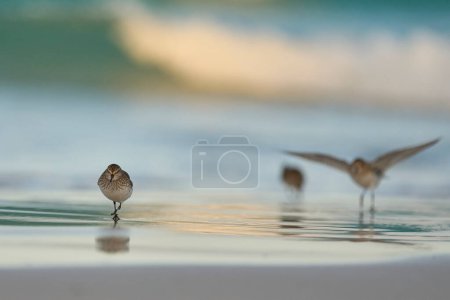 Photo for White-rumped Sandpiper (Calidris fuscicollis) searching for food along the beach at Volunteer Point in the Falkland Islands - Royalty Free Image