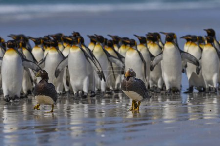 Photo for Falkland Steamer Ducks (Tachyeres brachypterus) get moved on by a large group of King Penguins at Volunteer Point in the Falkland Islands. - Royalty Free Image