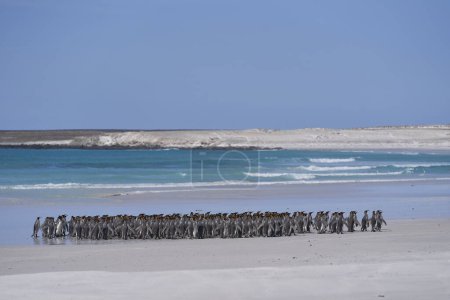 Photo for Large group of King Penguins (Aptenodytes patagonicus) walking along a sandy beach at Volunteer Point in the Falkland Islands. - Royalty Free Image