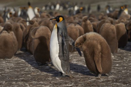 Photo for Adult King Penguin (Aptenodytes patagonicus) standing amongst a large group of nearly fully grown chicks at Volunteer Point in the Falkland Islands. - Royalty Free Image