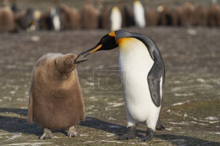 Photo for Adult King Penguin (Aptenodytes patagonicus) interacting with nearly fully grown and hungry chick at Volunteer Point in the Falkland Islands. - Royalty Free Image