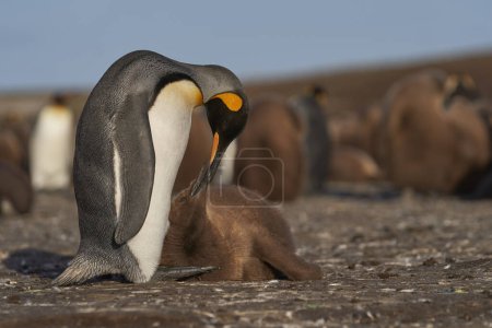 Téléchargez les photos : Pingouin royal adulte (Aptenodytes patagonicus) interagissant avec son oisillon presque adulte à Volunteer Point dans les îles Malouines. - en image libre de droit
