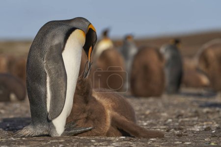 Téléchargez les photos : Pingouin royal adulte (Aptenodytes patagonicus) interagissant avec son oisillon presque adulte à Volunteer Point dans les îles Malouines. - en image libre de droit