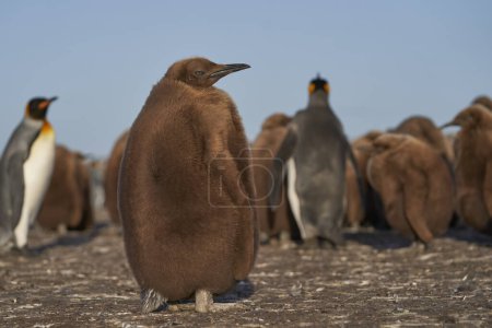 Photo for Young King Penguin (Aptenodytes patagonicus) covered in brown fluffy down at Volunteer Point in the Falkland Islands. - Royalty Free Image