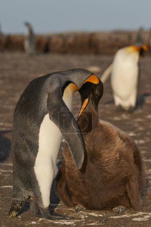 Photo for Adult King Penguin (Aptenodytes patagonicus) feeding a nearly fully grown and hungry chick at Volunteer Point in the Falkland Islands. - Royalty Free Image