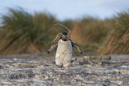 Photo for Rockhopper Penguin (Eudyptes chrysocome) carrying nesting material on the cliffs of Bleaker Island in the Falkland Islands - Royalty Free Image