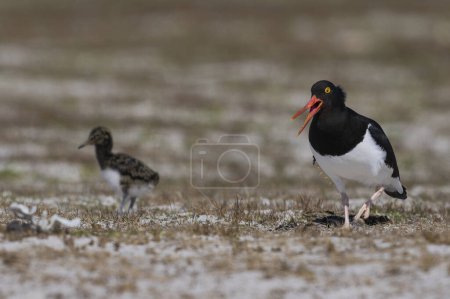 Photo for Magellanic Oystercatcher (Haematopus leucopodus) with a recently hatched chick on Bleaker Island in the Falkland Islands. - Royalty Free Image
