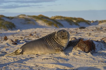 Téléchargez les photos : Phoque éléphant du Sud chiot (Mirounga leonina) sur une plage de sable fin sur l'île Sealion dans les îles Falkland
. - en image libre de droit