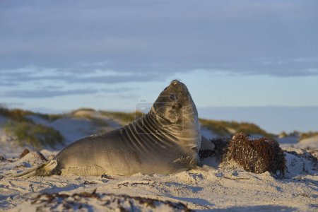 Téléchargez les photos : Phoque éléphant du Sud chiot (Mirounga leonina) sur une plage de sable fin sur l'île Sealion dans les îles Falkland
. - en image libre de droit
