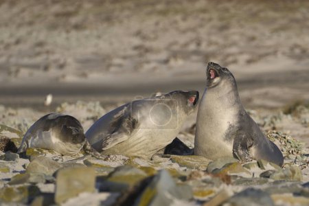Téléchargez les photos : Recently weaned Southern Elephant Seal pups (Mirounga leonina) play fighting on Sea Lion Island in the Falkland Islands. - en image libre de droit