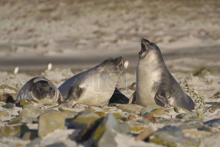 Téléchargez les photos : Recently weaned Southern Elephant Seal pups (Mirounga leonina) play fighting on Sea Lion Island in the Falkland Islands. - en image libre de droit