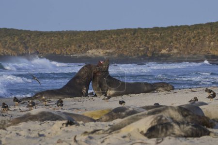 Photo for Male Southern Elephant Seals (Mirounga leonina) fighting for dominance during the breeding season on Sea Lion Island in the Falkland Islands. - Royalty Free Image