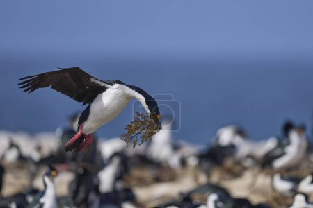Foto de Imperial Shag (Phalacrocorax atriceps albiventer) aterrizaje con vegetación para ser utilizado como material de anidación en la isla Sea Lion en las Islas Malvinas - Imagen libre de derechos