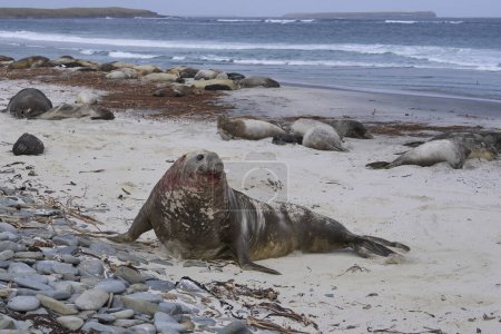 Photo for Southern Elephant Seal (Mirounga leonina) bloodied after losing a fight with a rival for control of a large harem of females during the breeding season on Sea Lion Island in the Falkland Islands. - Royalty Free Image
