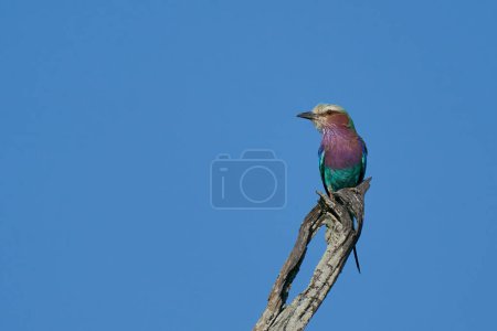 Lilac breasted Roller (Coracias caudatus) perched on a branch in South Luangwa National Park, Zambia