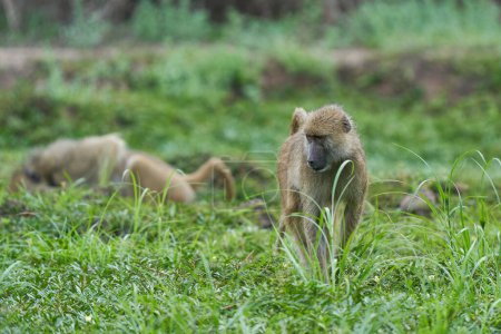 Téléchargez les photos : Troupe de babouin jaune (Papio cynocephalus) se nourrissant dans les prairies du parc national de Luangwa Sud, Zambie - en image libre de droit