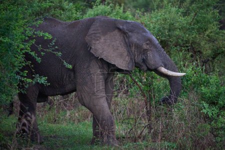 Foto de Elefante africano macho grande (Loxodonta africana) navegando en el Parque Nacional de Luangwa del Sur, Zambia - Imagen libre de derechos