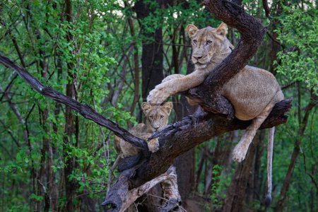 Foto de Joven macho León (Panthera leo) descansando sobre la rama muerta de un árbol en el Parque Nacional de Luangwa del Sur, Zambia - Imagen libre de derechos