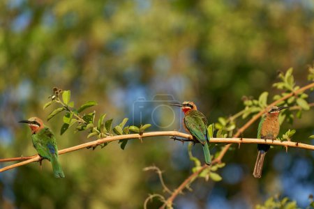 White-fronted Bee-eater (Merops bullockoides) perched in a tree in South Luangwa National Park, Zambia