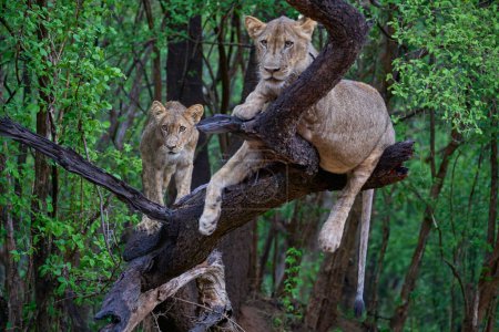 Foto de Joven macho León (Panthera leo) descansando sobre la rama muerta de un árbol en el Parque Nacional de Luangwa del Sur, Zambia - Imagen libre de derechos