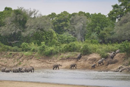 Photo for Large numbers of African Elephant (Loxodonta africana) cross the Luangwa River to leave South Luangwa National Park, Zambia. - Royalty Free Image