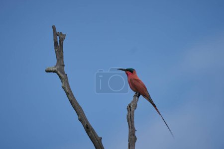 Southern Carmine Bee-eater (Merops nubicoides) perched in a tree against a blue sky in South Luangwa National Park, Zambia