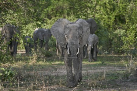 Foto de Grupo de elefantes africanos (Loxodonta africana) en el Parque Nacional de Luangwa del Sur, Zambia - Imagen libre de derechos