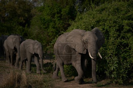 Foto de Grupo de elefantes africanos (Loxodonta africana) en el Parque Nacional de Luangwa del Sur, Zambia - Imagen libre de derechos